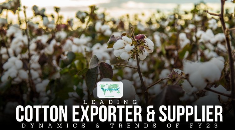 Top 10 biggest Cotton Exporter & Supplier Dynamics & Trends of 2024-25